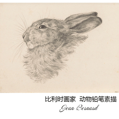 兔子比利时动物铅笔素描画
