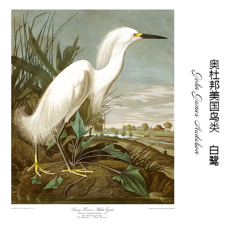 白鹭 John Audubon奥杜邦鸟类动物画 玄关书房餐厅美式装饰画芯心图片