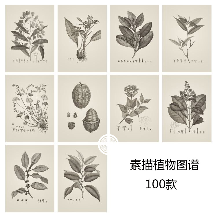 素描植物图谱【3】 24选 客厅卧室书房餐厅三联油画布装饰画芯心图片