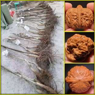 文玩核桃树苗涞水麻核桃树盆栽结果野生官帽四座楼狮子头成品树苗