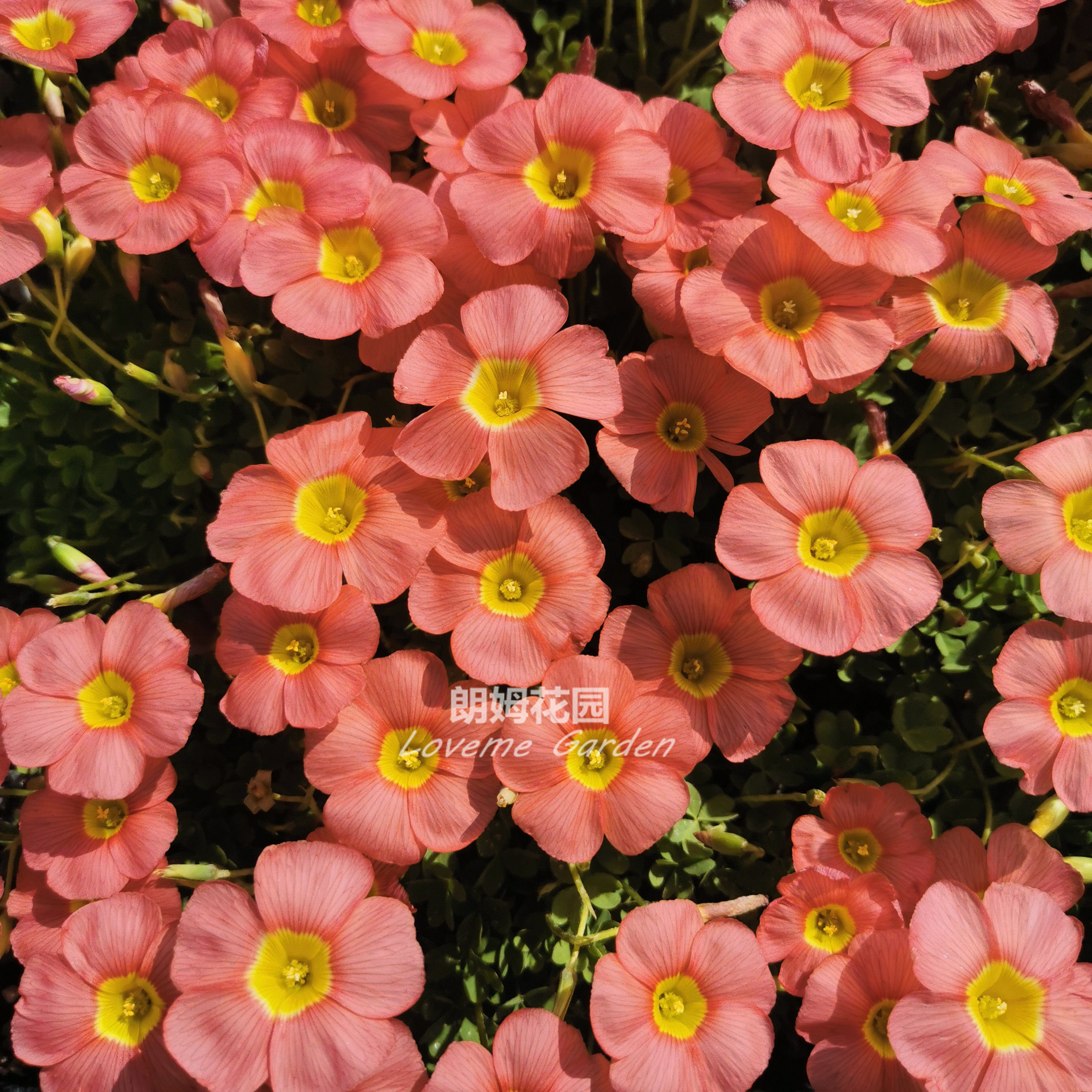 盆栽 苗窗台ob花卉ceres salmon谷神星/红鲑鱼酢浆草三叶草醡酢酱