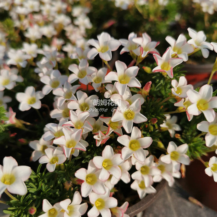 秋植朗姆花园酢浆草 藤双色冰淇淋oxalis tenuifolia阳台家庭园艺
