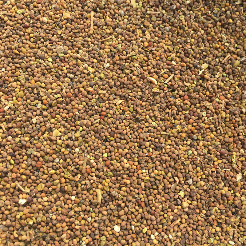 菟丝子生小兔丝籽干内蒙古无硫非特级野生1000克泡水泡酒料中药材