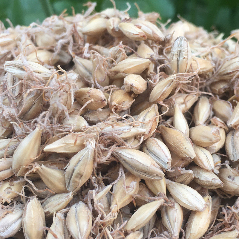 麦芽500g克中药材大麦生麦芽另售山楂通草蒲公英泡水喝新鲜货无硫