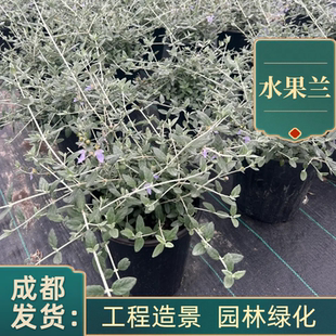 水果兰盆栽室外庭院种植绿化工程易成活绿植花卉别墅花坛花镜造景