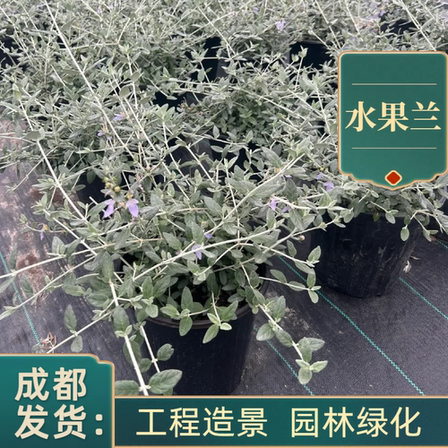基地花卉水果兰盆栽室外庭院种植
