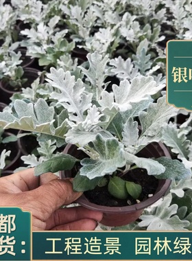 银叶菊盆栽芙蓉菊绿植室内办公客厅阳台庭院耐寒趣味植物观叶花卉