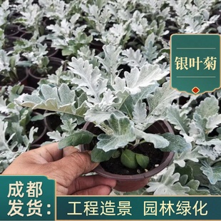 银叶菊盆栽芙蓉菊绿植室内办公客厅阳台庭院耐寒趣味植物观叶花卉