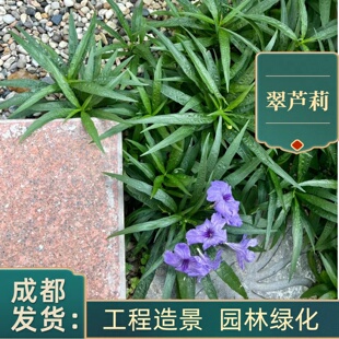 翠芦莉芦莉草盆栽蓝草花耐热耐寒植物花期长开花绿化工程苗花坛