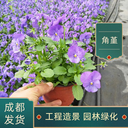 角堇花苗盆栽植物三色堇四季好养