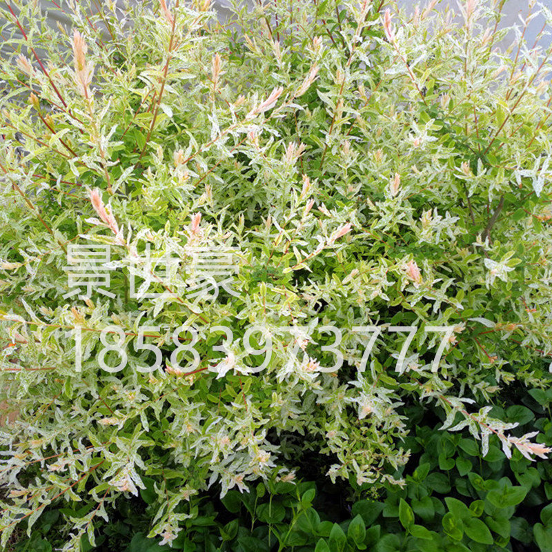 彩叶杞柳 花叶柳盆苗 彩叶灌木 耐寒耐热耐旱耐湿