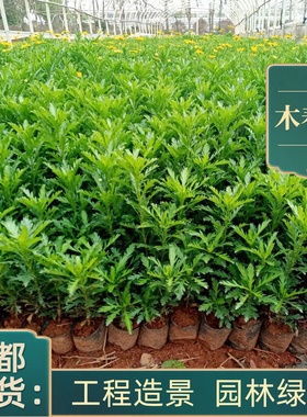 成都基地黄金菊茼蒿菊木春菊玛格丽特菊花开花盆栽好养耐寒耐热