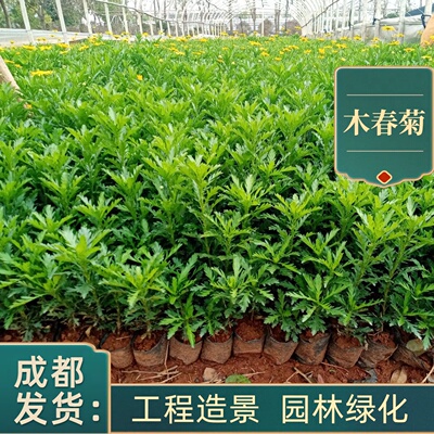 成都基地黄金菊木春菊耐热耐寒