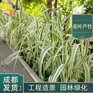 水生花卉基地直发花叶芦苇芦竹苗水培植物彩叶斑金叶池塘湿地绿化