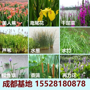 水生植物花卉铜钱草水竹美人蕉水菖蒲香蒲再力花鸢尾花苗四季 好养