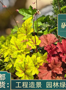 矾根盆栽四季耐寒阳台庭院室内观叶花卉好养易活耐热地栽绿化工程