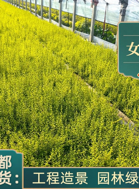 金叶女贞树苗小叶女贞苗庭院别墅绿化工程苗耐寒成都基地植物金森