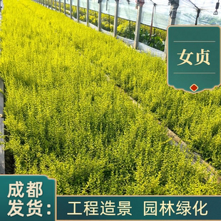 金叶女贞树苗小叶女贞苗庭院别墅绿化工程苗耐寒成都基地植物金森