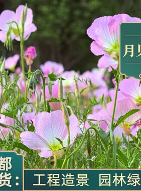 美丽月见草盆栽庭院别墅绿化工程苗成都基地植物花卉花镜花坛花海