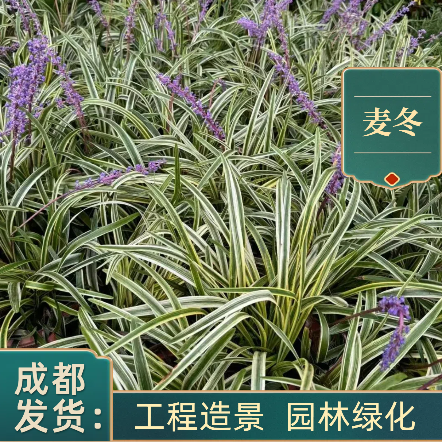 各类麦冬草金边银边细叶麦冬常绿
