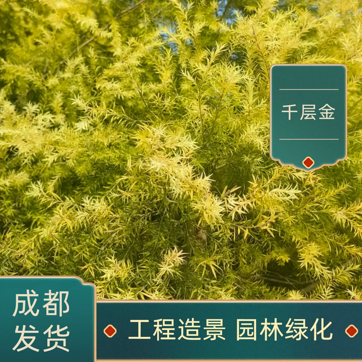 千层金黄金香柳树苗四季常绿