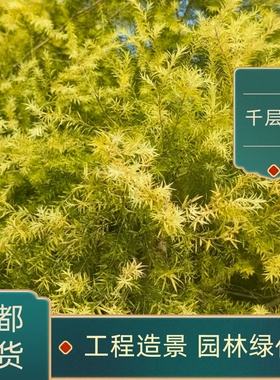 成都千层金黄金香柳树苗庭院别墅绿植四季常绿花镜植物灌木绿化