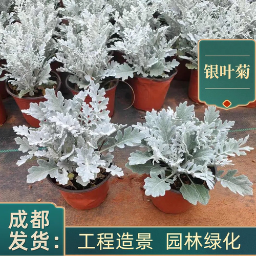 银叶菊盆栽芙蓉菊绿植室内庭院