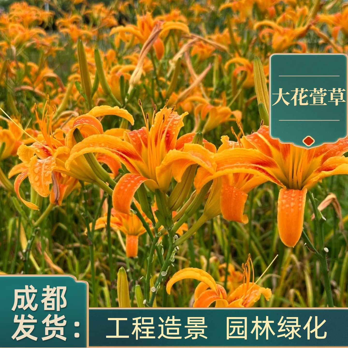 大花萱草花苗庭院盆栽苗木园林四季观赏宿根花卉植物金娃娃萱草苗