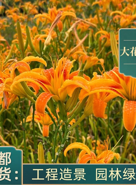 大花萱草花苗庭院盆栽苗木园林四季观赏宿根花卉植物金娃娃萱草苗