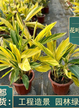 花叶良姜苗盆栽庭院别墅绿化工程苗木植物花叶艳山姜成都基地绿植