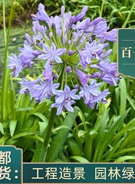 百子莲花苗多年生盆栽四季种植庭院阳台植物花卉地栽花镜花坛绿化