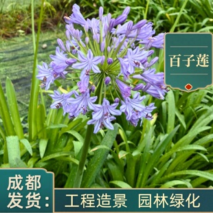 百子莲花苗多年生盆栽四季种植庭院阳台植物花卉地栽花镜花坛绿化