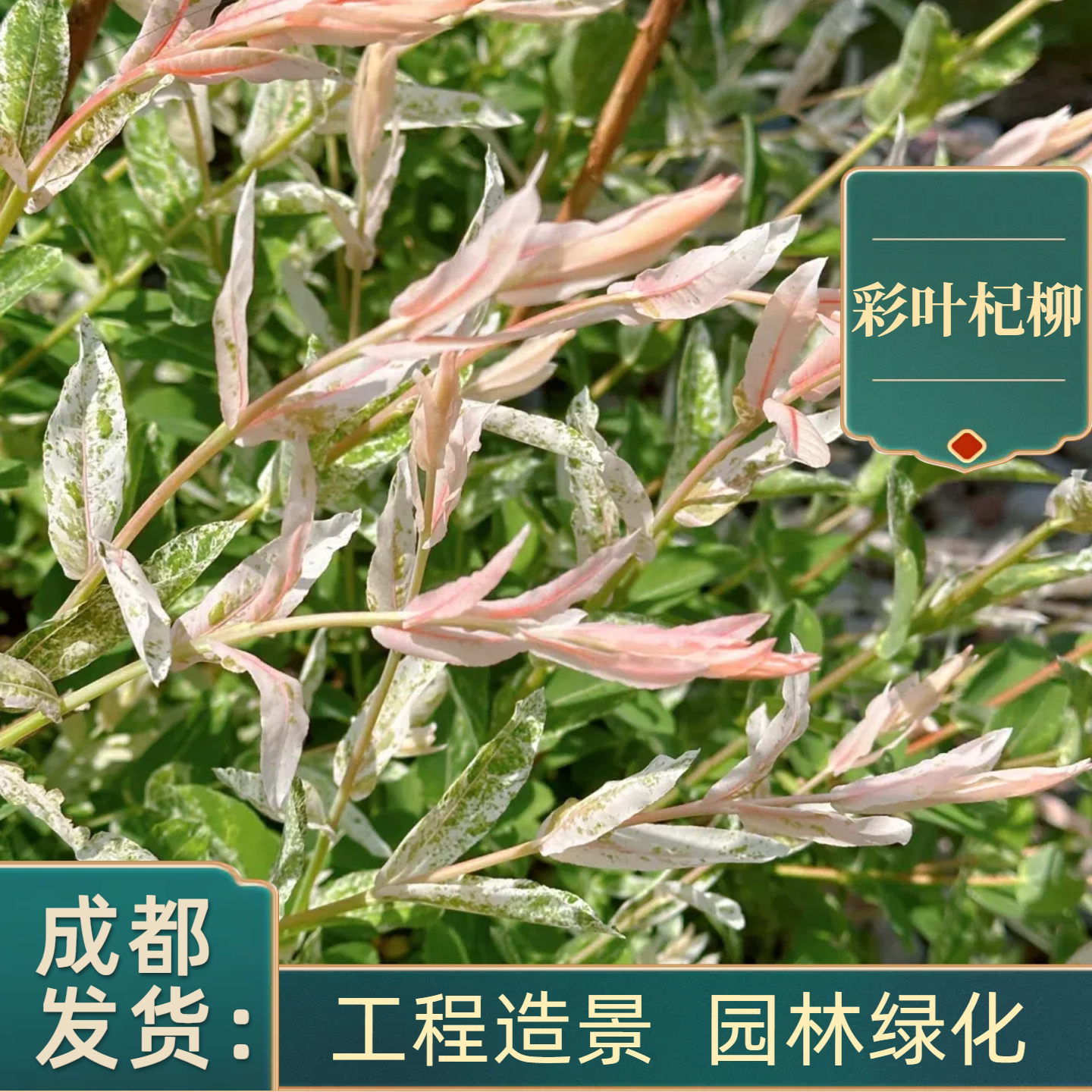 彩叶杞柳盆栽庭院花镜造景耐寒图片