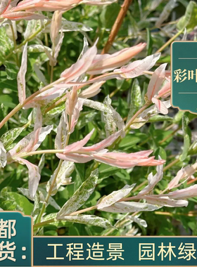 彩叶杞柳盆栽 彩叶柳妃庭院花镜造景多年生灌木植物色彩艳丽包邮