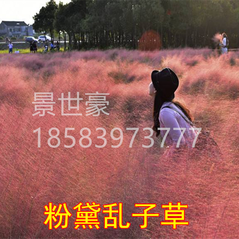 多年生易活室外粉黛乱子草图片