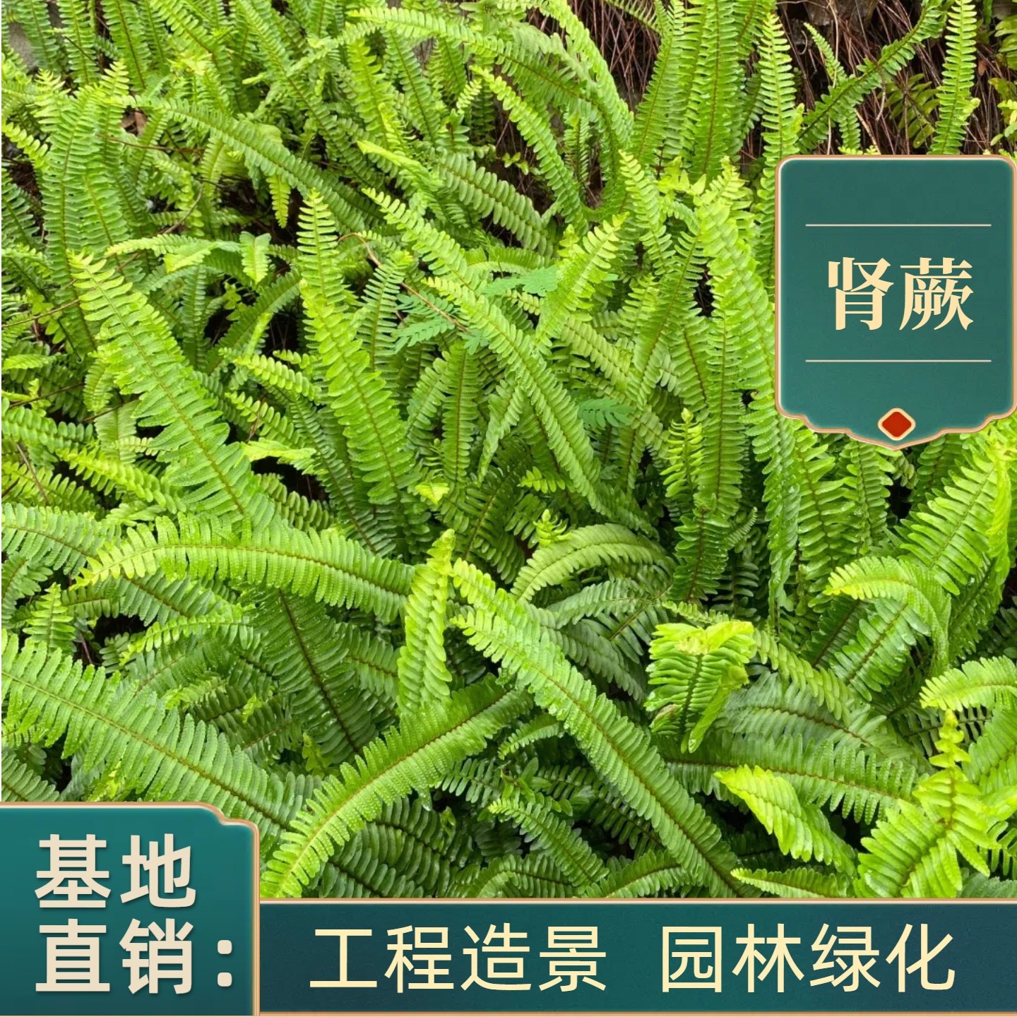 肾蕨盆栽苗波士顿蕨苗耐寒耐热