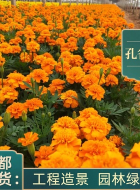 万寿菊孔雀草盆栽庭院别墅绿化工程苗花镜花坛成都基地花卉植物