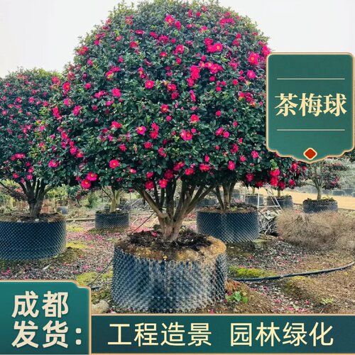 成都茶梅球茶梅柱盆栽园林绿化