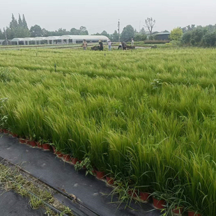 墨西哥羽毛草盆栽细叶针茅苗阳台净化空气花庭院化水生植物多年生