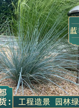 蓝羊茅草盆栽基地针叶芒草盆栽苗圃多年生宿根观叶植物直供工程