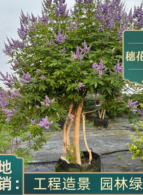 成都发货穗花牡荆棒棒糖树苗盆栽树状薰衣草阳台庭院花园耐热耐寒