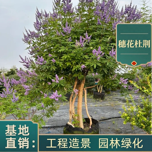 成都发货穗花牡荆棒棒糖树苗盆栽树状薰衣草阳台庭院花园耐热耐寒