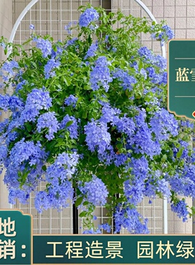 蓝雪花盆栽四季好养耐热庭院阳台花卉可垂吊耐寒叶绿植花镜工程苗