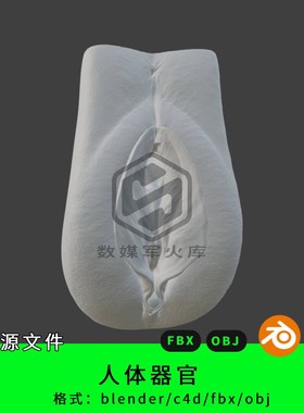 人体器官三维模型3d素材blender/c4d/fbx/obj女性器官女性部件