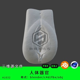 obj女性器官女性部件 fbx 人体器官三维模型3d素材blender c4d