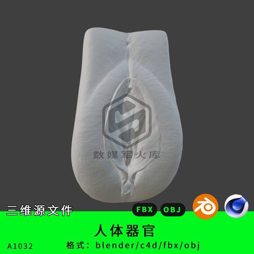 人体器官三维模型3d素材blender/c4d/fbx/obj女性器官女性部件