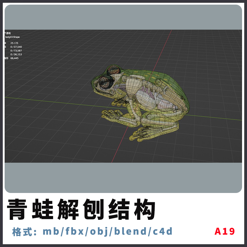 三维模型青蛙结构模型c4d模型下载素材肌肉骨骼fbx贴图动画3d模型
