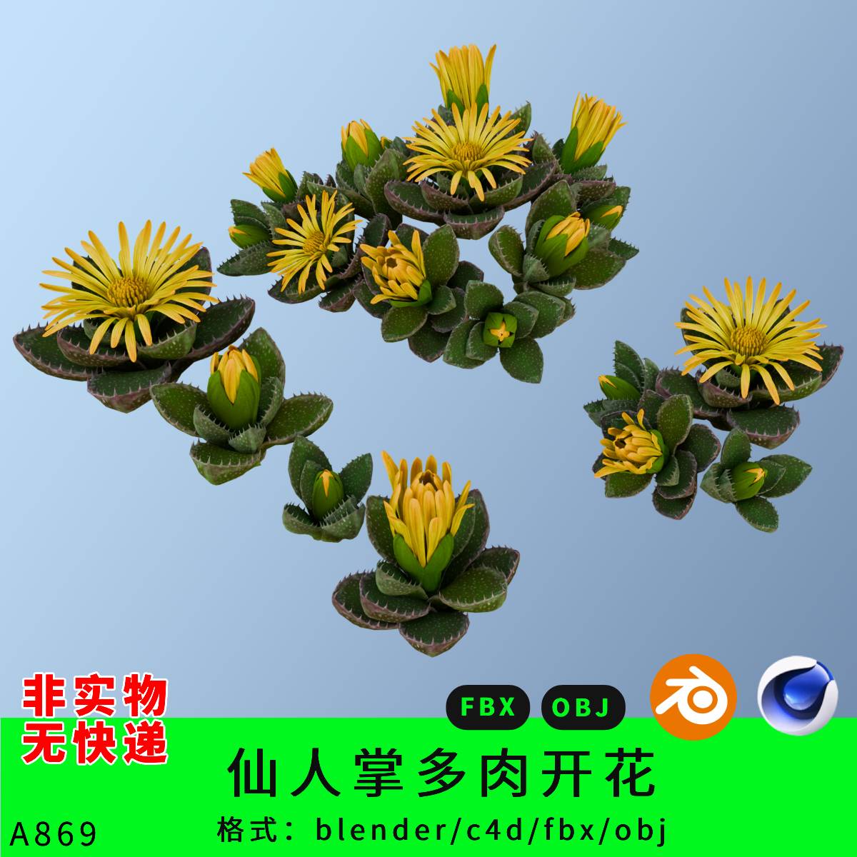 金华苗带果三维模型3d素材blender/c4d/fbx/obj仙人掌开花植物