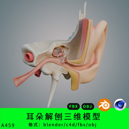 三维模型耳朵解刨3d素材blender/c4d/fbx写实obj耳蜗MAYA/MAX解剖