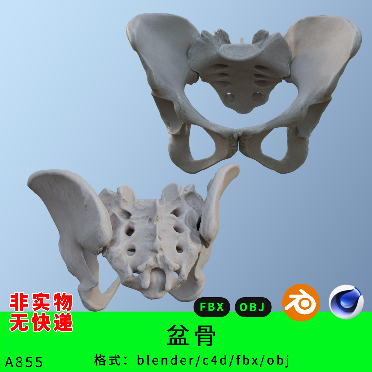 医学骨科关节盆骨三维模型3d素材blender/c4d/fbx/obj身体解刨